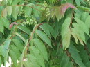 Tree- of- Heaven